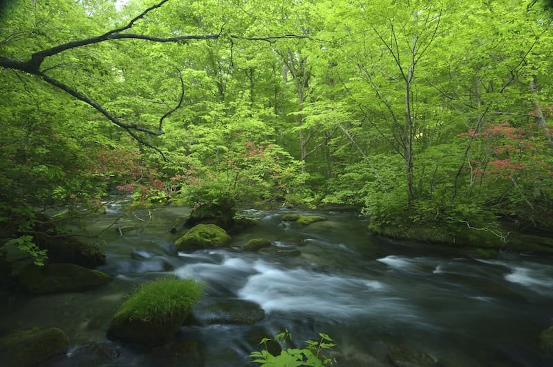 Oirase in Japan