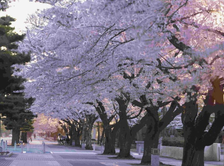 Cherry Blossom in Towada city in Japan