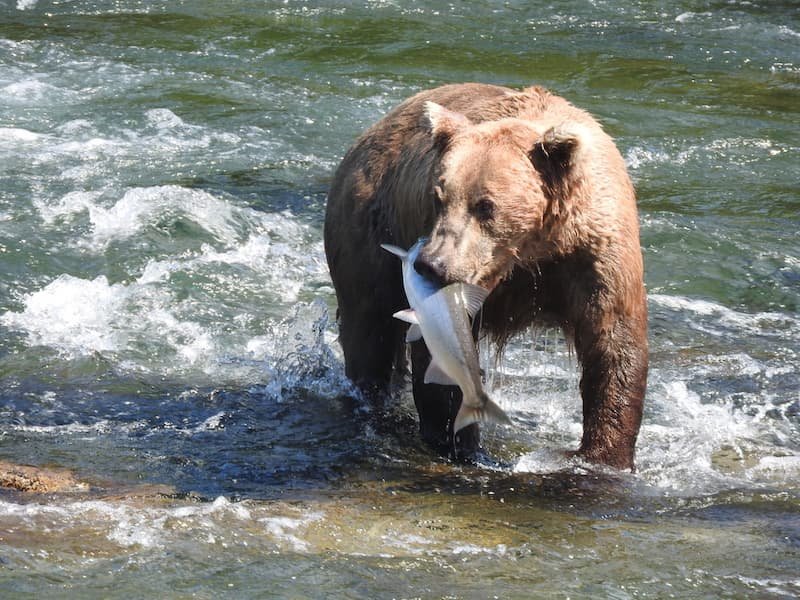 6 Best Places to Visit in Alaska for First Time Visitors 8 A wild bear n Katomai National Park