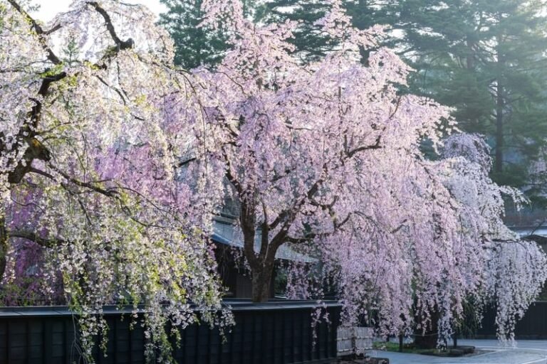 Cherry Blossom in Kakunodate Japan
