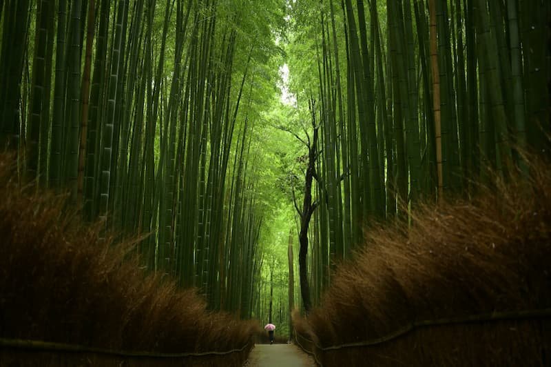 Perfect 7-day Japan Fall Foliage Itinerary (Kansai area): Kyoto, Nara, Osaka & More (2025 Guide) 12 Bamboo Grove Arashiyama Kyoto Japan