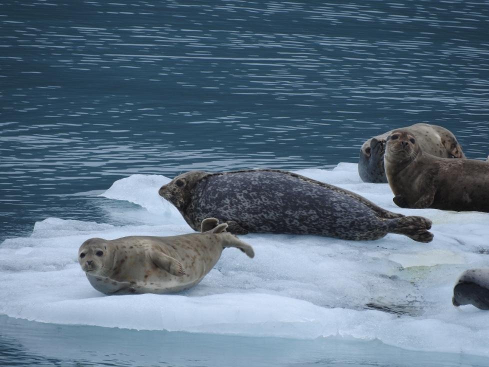 Alaska Travel Highlights for First-Time Visitors: Easy Trails, Scenic Views & Wildlife Encounters 15 Sea seals in Blackstone bay cruise
