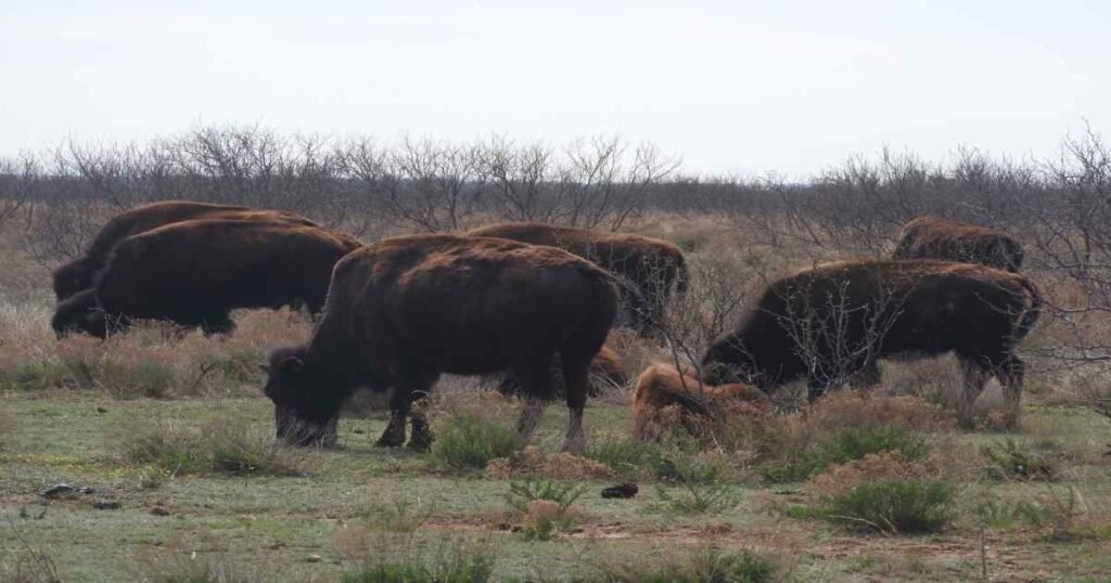 Hiking, Lakes, and Wildlife: My North Texas Adventure 8