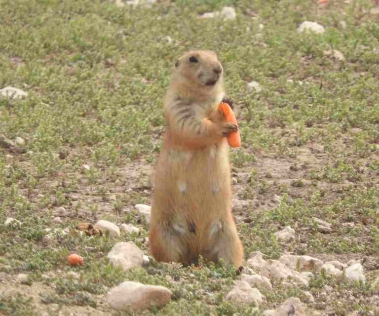 10 Unique North Texas Attractions : Roadside Oddities, Great Museums, Cute Prairie dogs! 10 Prairie dog in a grassy field Lubbock TX
