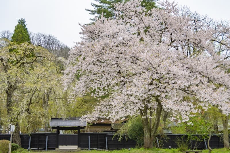 The Ultimate Guide to Japan’s Most Breathtaking Cherry Blossom Views by Region 12 Cherry Blossom in Kakunodate Japan