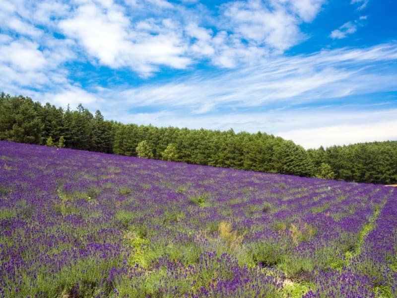 3 Summer Travel Itineraries Japan : Nature, Adventure & Hidden Gems 7