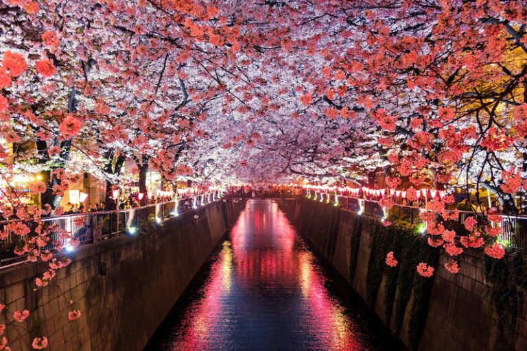 Japan Cherry blossom image