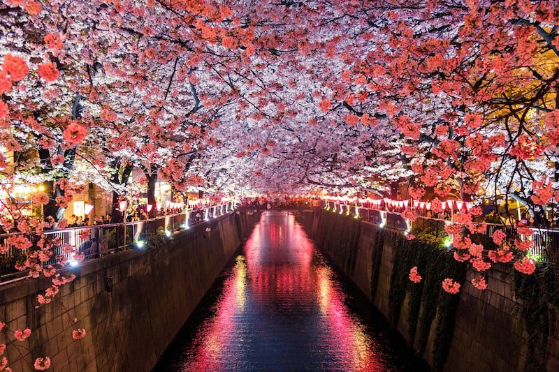 The Ultimate Guide to Japan’s Most Breathtaking Cherry Blossom Views by Region 1 Japan Cherry blossom image