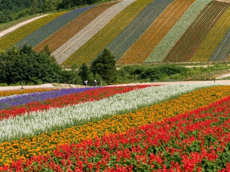 3 Summer Travel Itineraries Japan : Nature, Adventure & Hidden Gems 8 Hokkaido Biei Japan