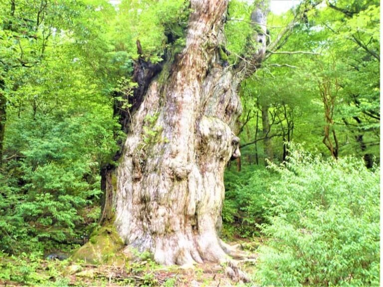 3 Summer Travel Itineraries Japan : Nature, Adventure & Hidden Gems 49