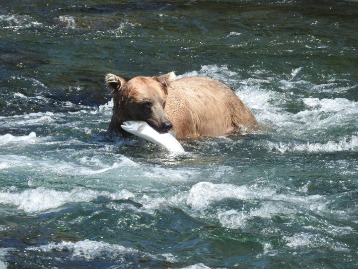 Alaska Travel Highlights for First-Time Visitors: Easy Trails, Scenic Views & Wildlife Encounters 11