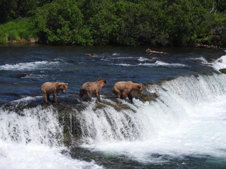 Alaska Travel Highlights for First-Time Visitors: Easy Trails, Scenic Views & Wildlife Encounters 10 Bears in Katomai National Park