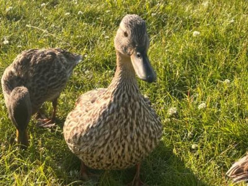 6 Best Places to Visit in Alaska for First Time Visitors 6 The geese in a hotel garden in Lake Lucille Park