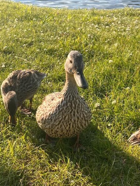 Alaska Travel Highlights for First-Time Visitors: Easy Trails, Scenic Views & Wildlife Encounters 6 Goose in Lake Lucille