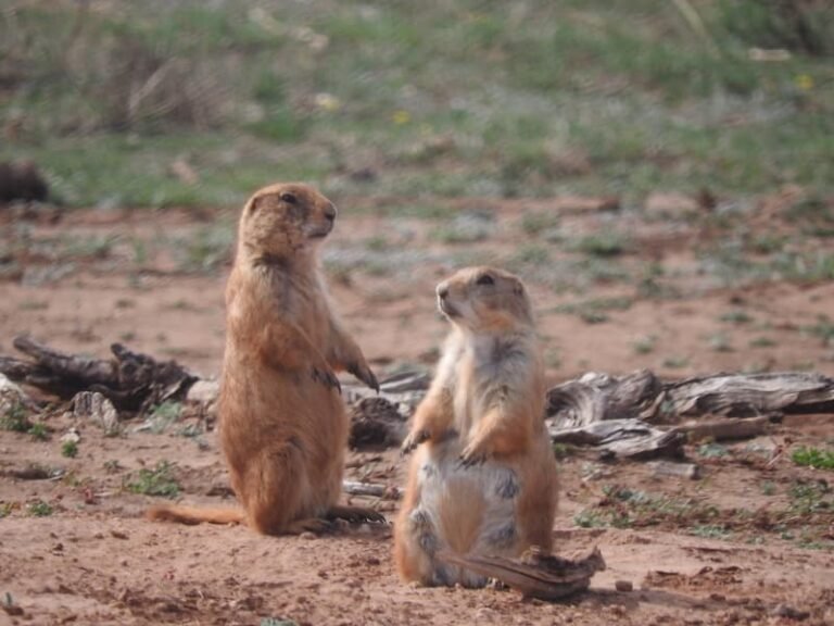 Natural Hidden Gems in North Texas: Parks, Canyons & Scenic Trails 9 Prairie dog in Caprock Canyons National Park