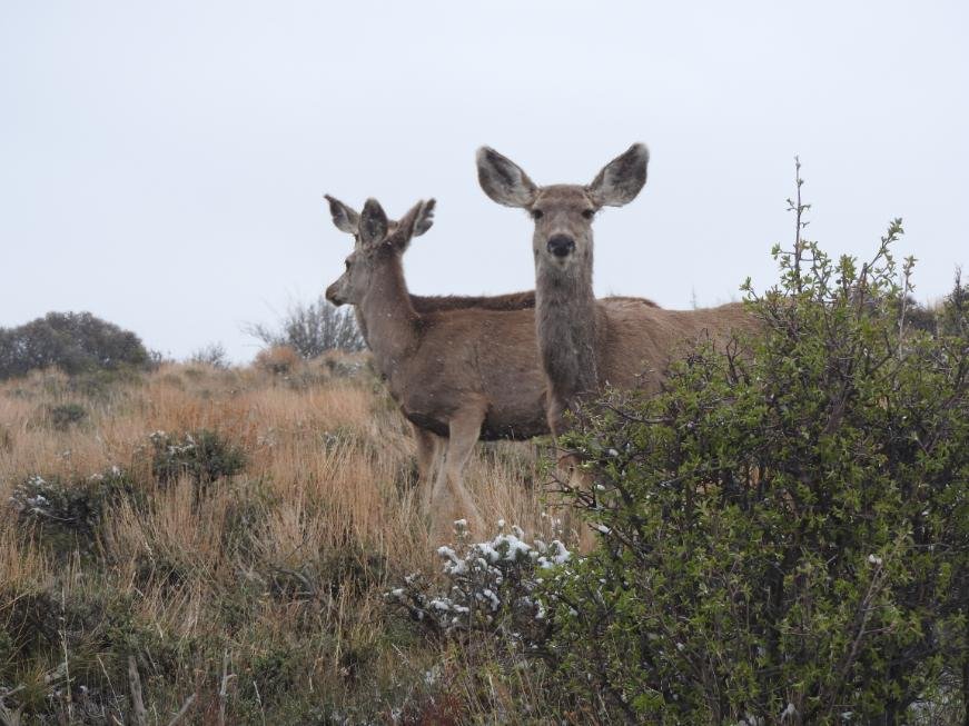 Colorado National Parks Road Trip: Sand Dunes & Black Canyon 5