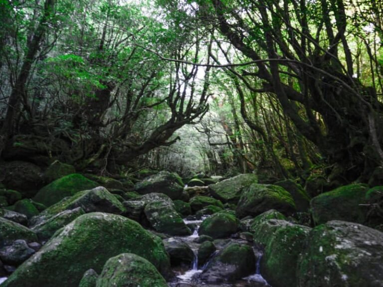 3 Summer Travel Itineraries Japan : Nature, Adventure & Hidden Gems 48 Yakushima, Ghibli image in Japan