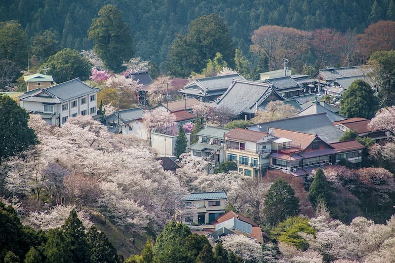 The Ultimate Guide to Japan’s Most Breathtaking Cherry Blossom Views by Region 9 Cherry blossom In Yoshino Japan