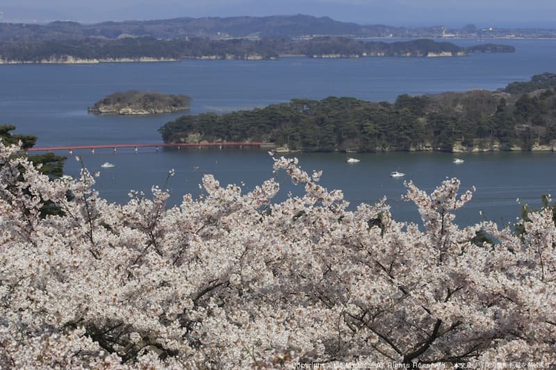 The Ultimate Guide to Japan’s Most Breathtaking Cherry Blossom Views by Region 14 Matsushima Japan