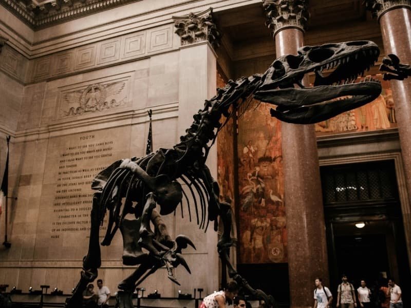 New York vs Tokyo: A Japan Traveler’s Thought on 2 Wonderful Cities 5 American Museum of Natural History USA