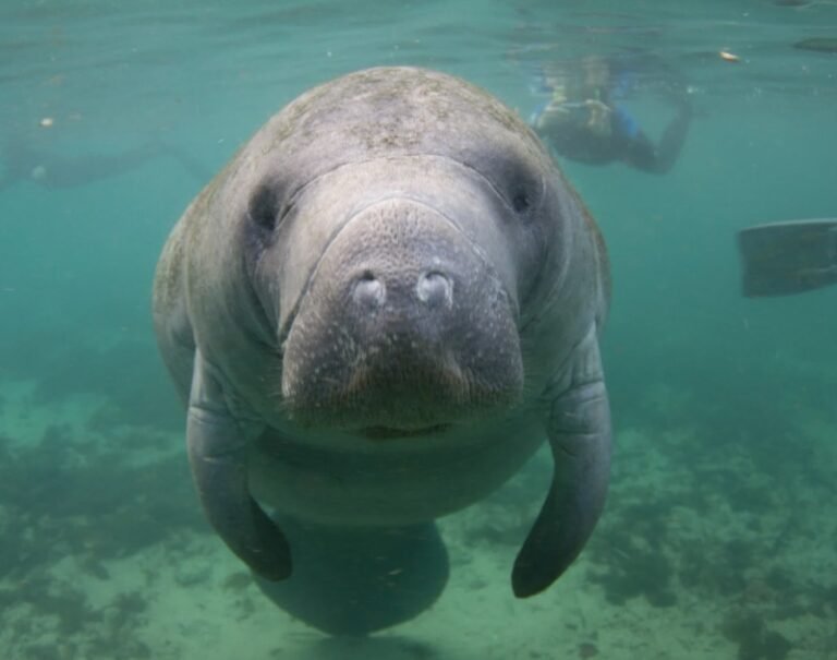 Manatee image in Florida