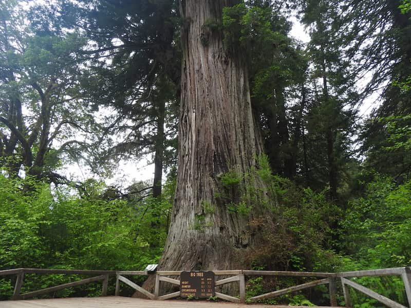 West Coast USA road trip itinerary-California, Oregon & Nevada: Redwoods, Waterfalls & Hidden Gems 2 Prairie Creek Redwoods State Park CA