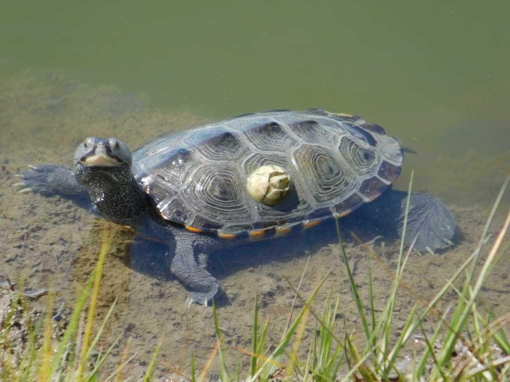 Fantastic Assateague Island-Wild Horse Beach in Maryland: Complete Travel Guide 7 A turtle in Assateague Island