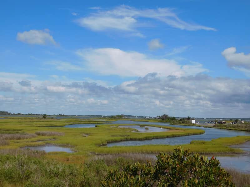 Fantastic Assateague Island-Wild Horse Beach in Maryland: Complete Travel Guide 10 Assatigue Island