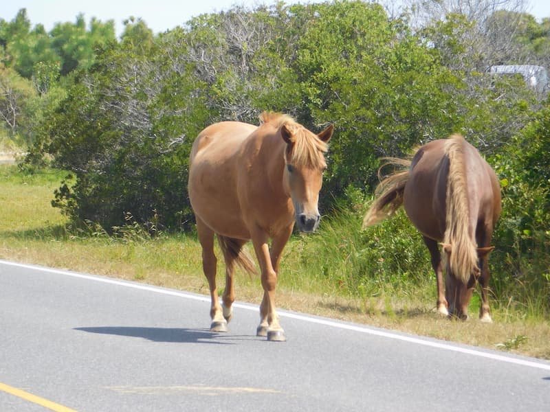 Fantastic Assateague Island-Wild Horse Beach in Maryland: Complete Travel Guide 4 Assateague Island wild horse