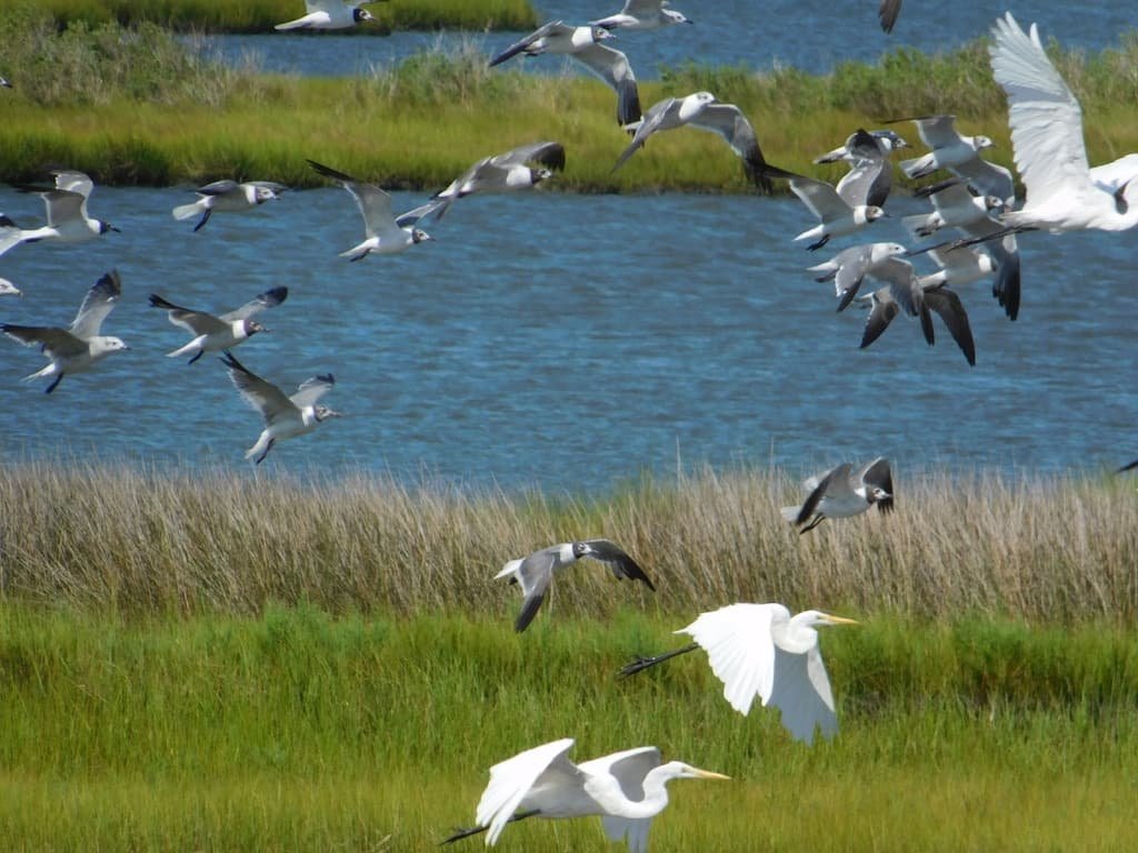 Fantastic Assateague Island-Wild Horse Beach in Maryland: Complete Travel Guide 8 Birds in Aasatigue island