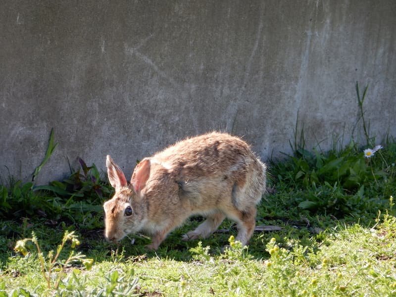 Unforgettable Seattle Vancouver Victoria Road Trip : 8 Day Itinerary 18 Bunny in Lake union park