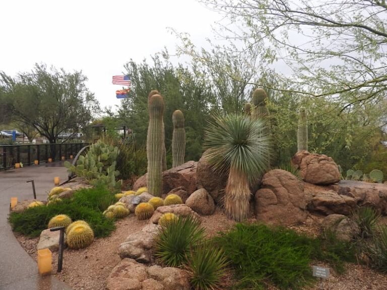Desert Botanical Garden (Phoenix, AZ)