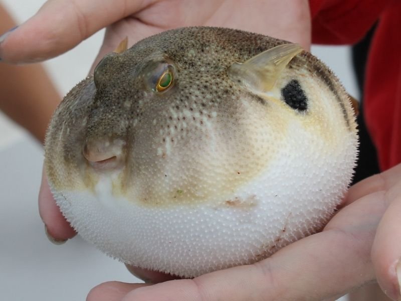 Delicious Japanese Seasonal Food Guide: Eat Like a Local in Japan 42 Fugu Japanese seasonal food