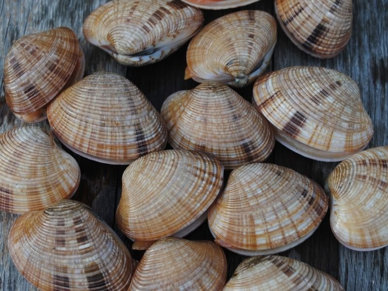 Delicious Japanese Seasonal Food Guide: Eat Like a Local in Japan 7 Hamaguri-Japanese seasonal food