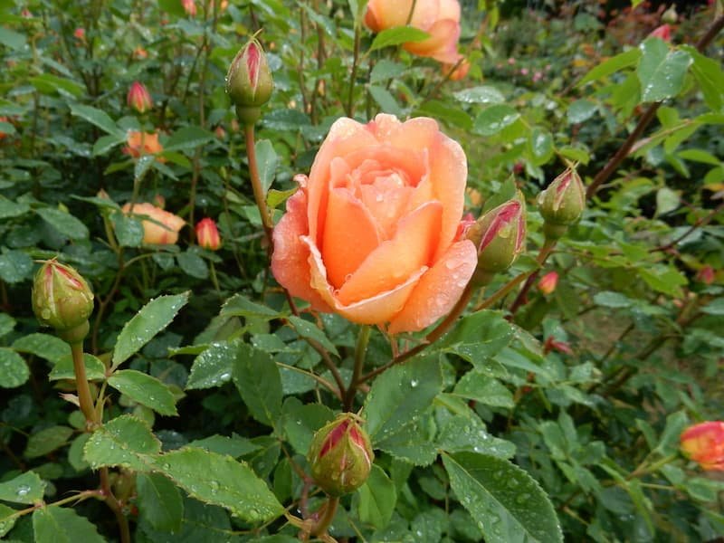 Unforgettable Seattle Vancouver Victoria Road Trip : 8 Day Itinerary 12 International Rose Test Garden
