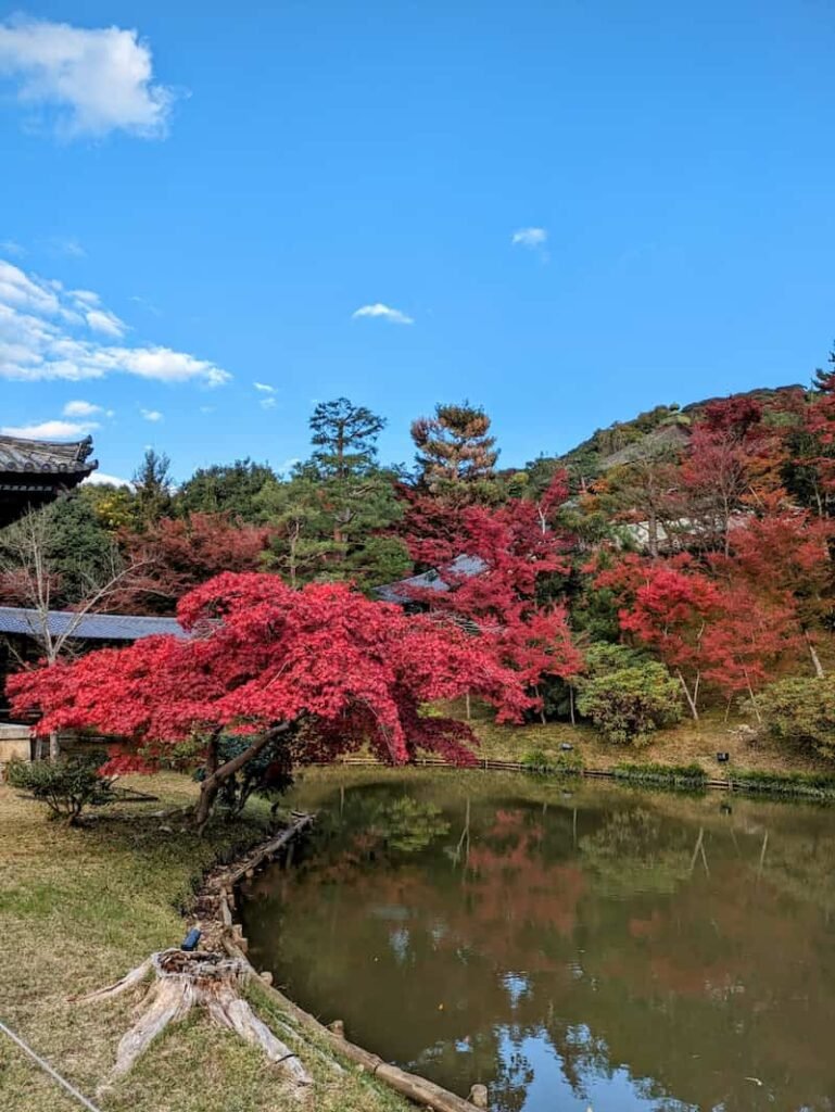Perfect 7-day Japan Fall Foliage Itinerary (Kansai area): Kyoto, Nara, Osaka & More (2025 Guide) 6