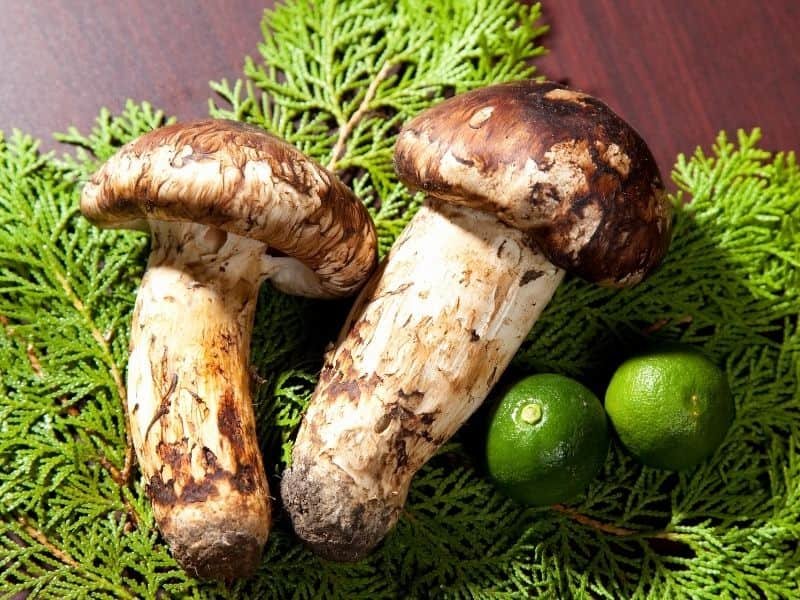 Delicious Japanese Seasonal Food Guide: Eat Like a Local in Japan 29 Matsutake Japanese seasonal food