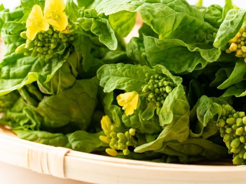 Delicious Japanese Seasonal Food Guide: Eat Like a Local in Japan 4 Nanohana-Japanese seasonal food