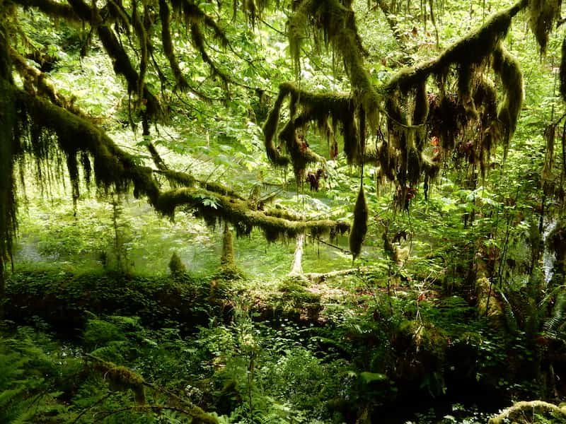 Unforgettable Seattle Vancouver Victoria Road Trip : 8 Day Itinerary 8 Olympic National Park image-2