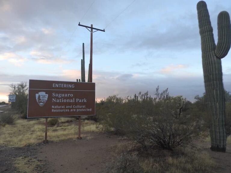 Saguaro National Park (Tucson, AZ)