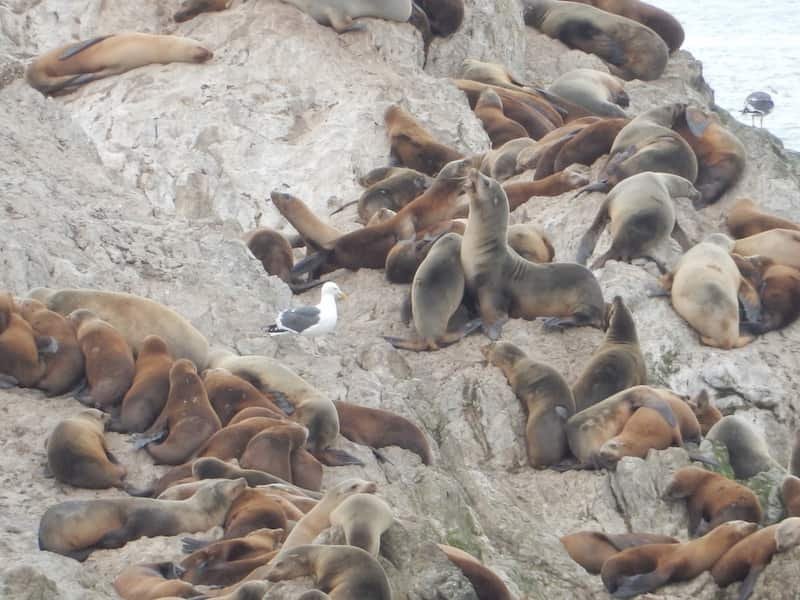 Seal Rock-CA