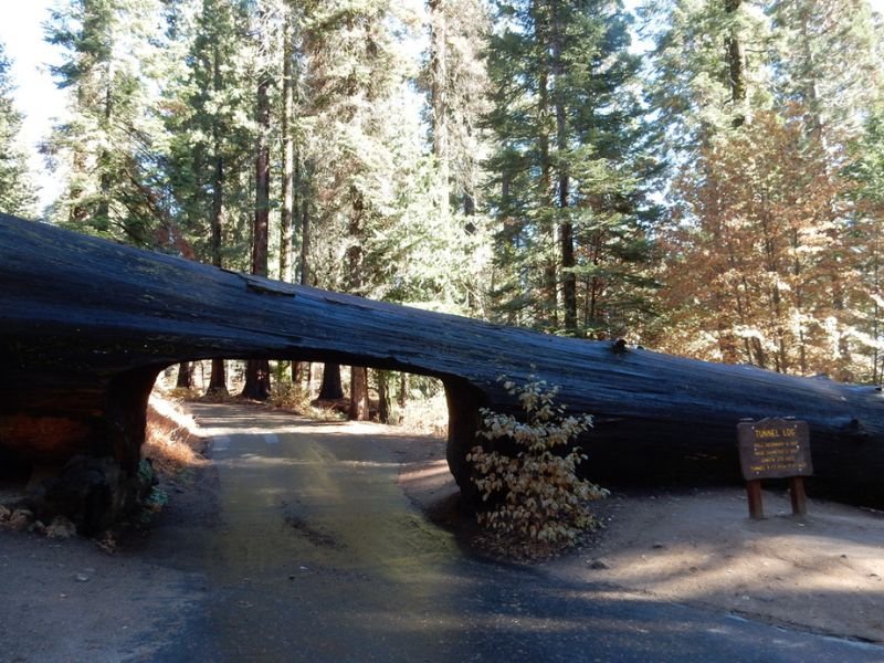 Sequoia Tree Tunnel