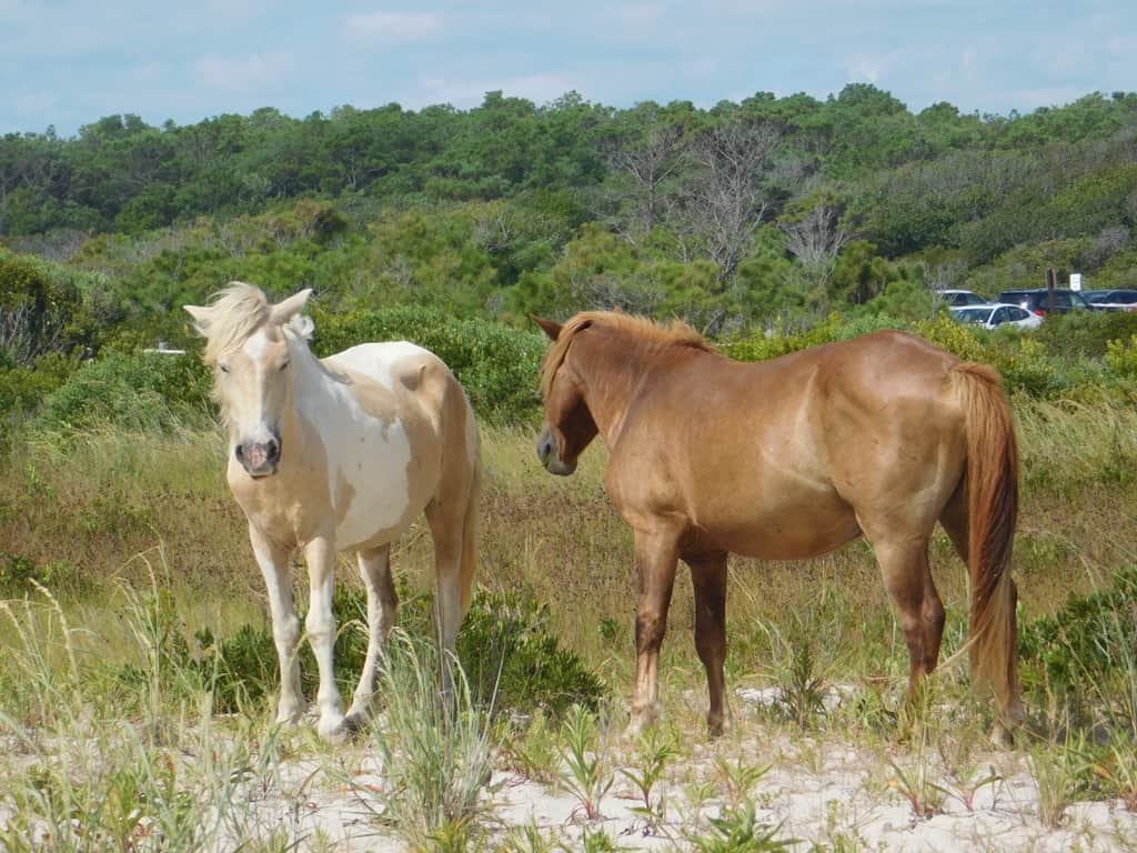 Fantastic Assateague Island-Wild Horse Beach in Maryland: Complete Travel Guide 5 where to see wild horses on Assateague Island