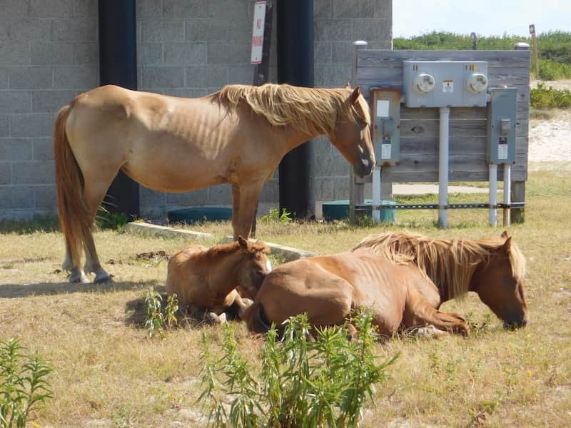 Fantastic Assateague Island-Wild Horse Beach in Maryland: Complete Travel Guide 6 Assatigue Island wild horse