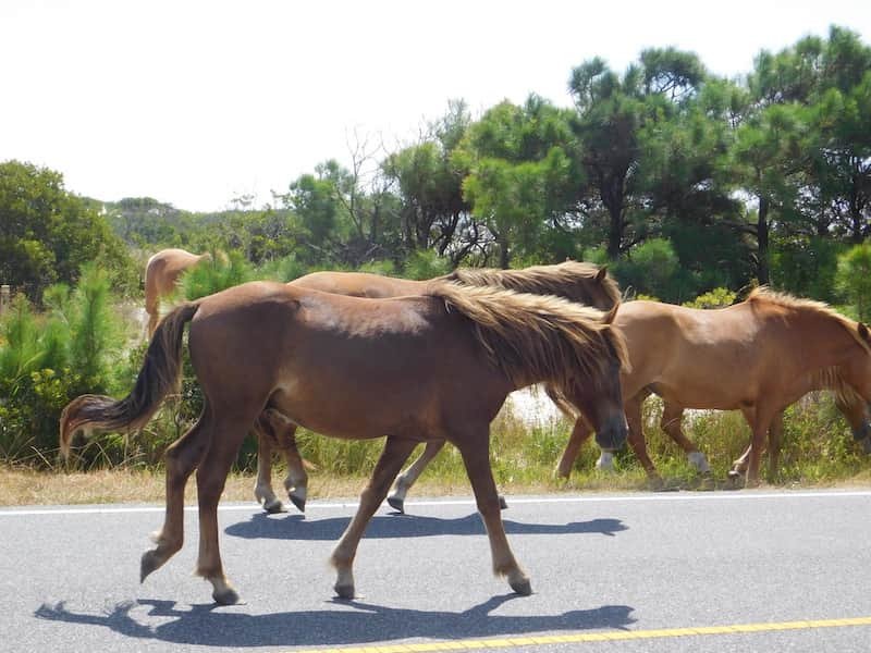 Fantastic Assateague Island-Wild Horse Beach in Maryland: Complete Travel Guide 11 where to see wild horses on Assateague Island -Wild horses