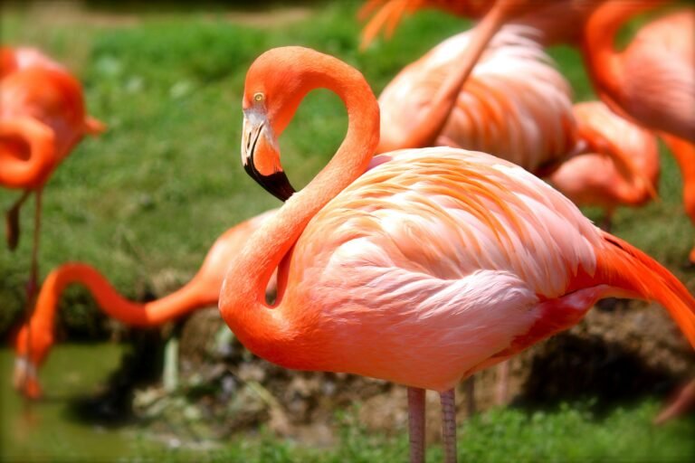 Free Things to Do Near Orlando, Tampa & St. Pete (besides theme parks) 9 Close-up of a vivid flamingo standing gracefully among grass and water.