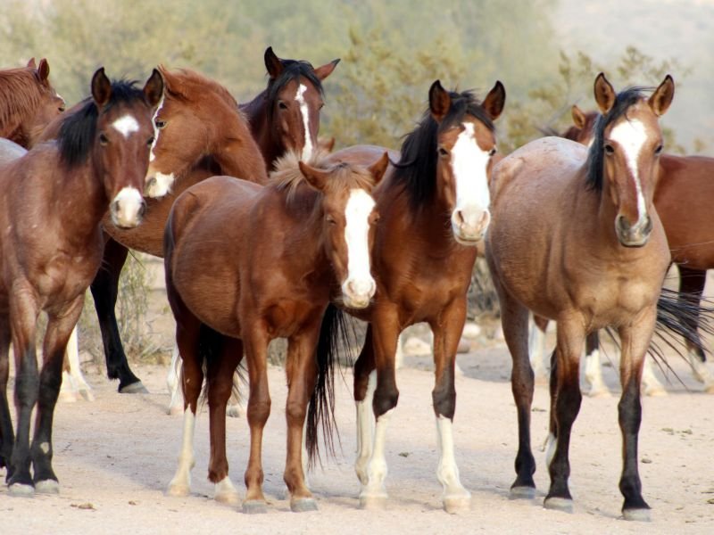 Wild horse beach in Maryland