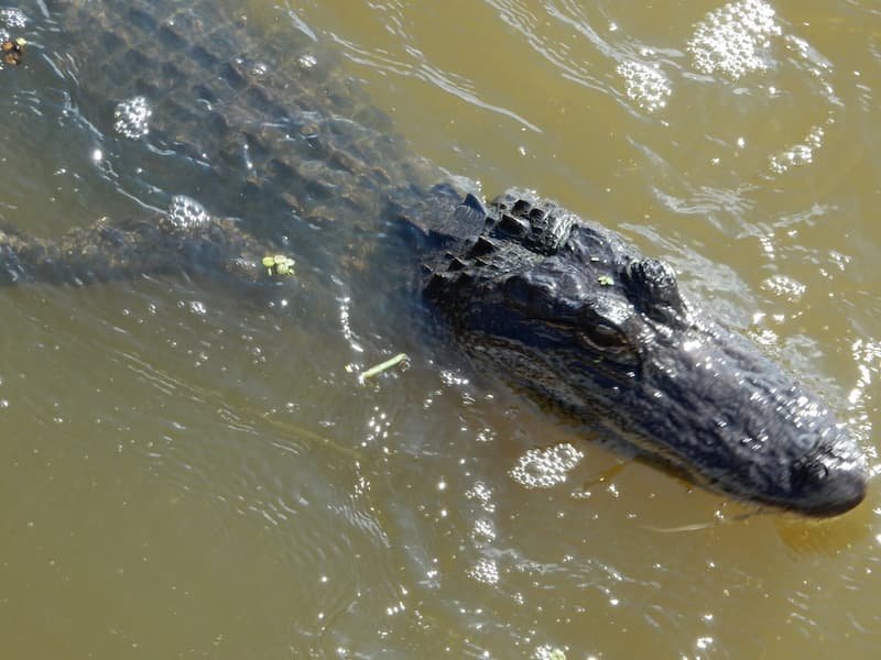 2-Day New Orleans Itinerary: Best Things to Do on a Weekend Trip 11 Alligator in boat tour New Orleans