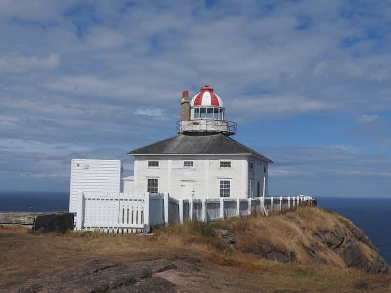 The Useful Guide to Puffin Watching tours in Newfoundland: What to Expect on Your First Visit 8
