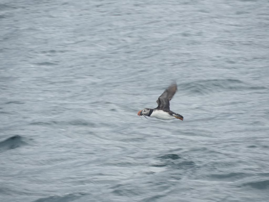 The Useful Guide to Puffin Watching tours in Newfoundland: What to Expect on Your First Visit 4 Flying puffin at puffin watching tours